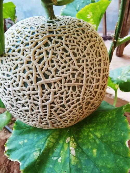 网红吃甜香蜜瓜,一瓜倾城，尽享甜香蜜瓜盛宴  第1张